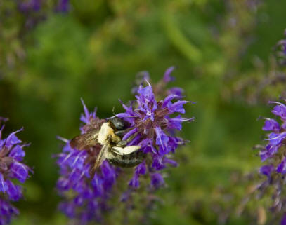 Bumble Bee with Purple Flowers