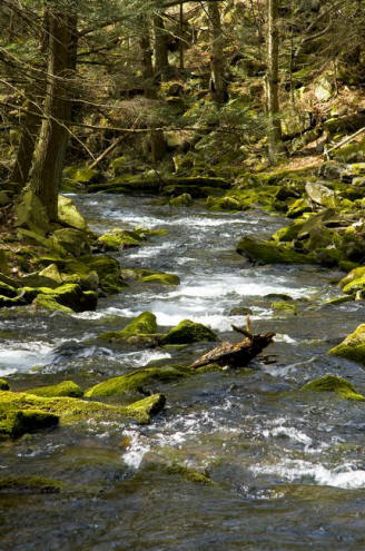 Mountain Stream in Ravensburg State Park - Rauchtown Run